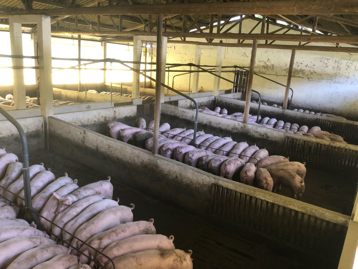 Schweine in einem landwirtschaftlichen Stall