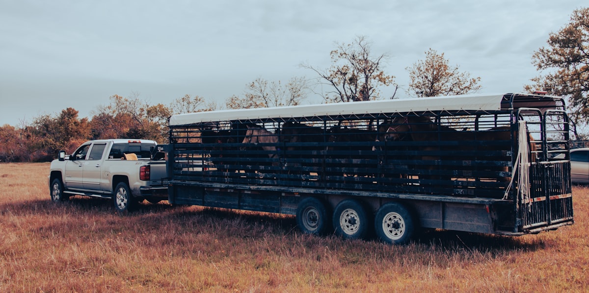 Viehtransporter mit Anhänger auf einem Feld